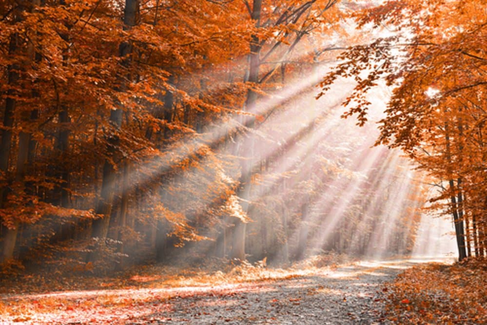 Arbre en automne symbolisant la transformation