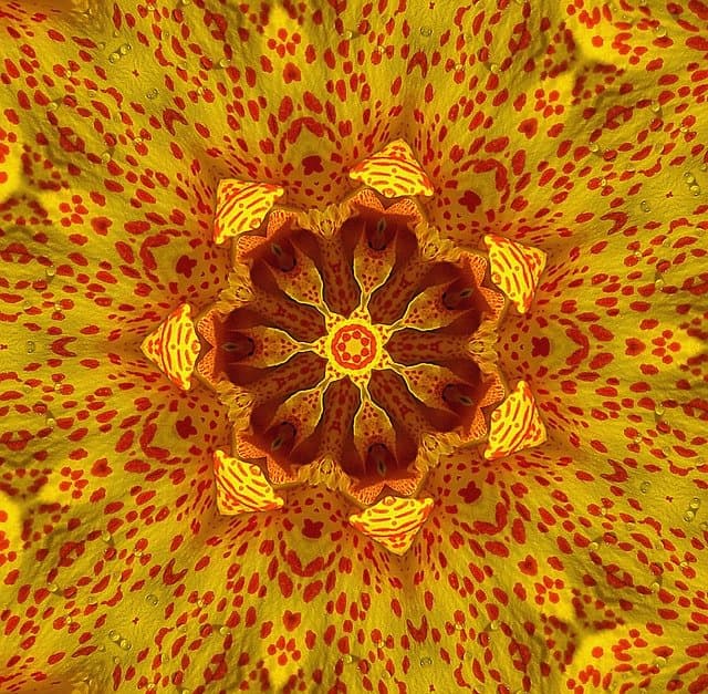 Fleur symbolique pour les constellations